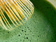 What Is Matcha?